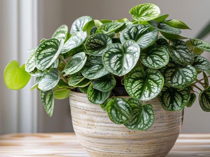 Peperomia plant.